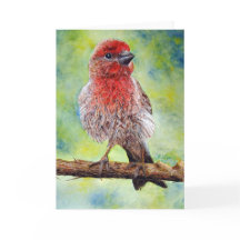 Finch, tarjeta de saludo