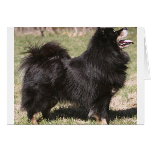 finnish lapphund full.png (Anverso (Horizontal))