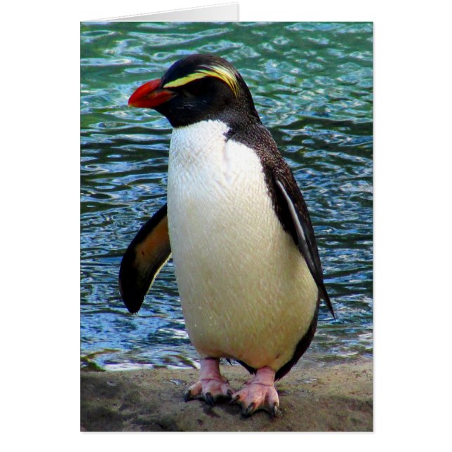 fiordland penguin (Frente)