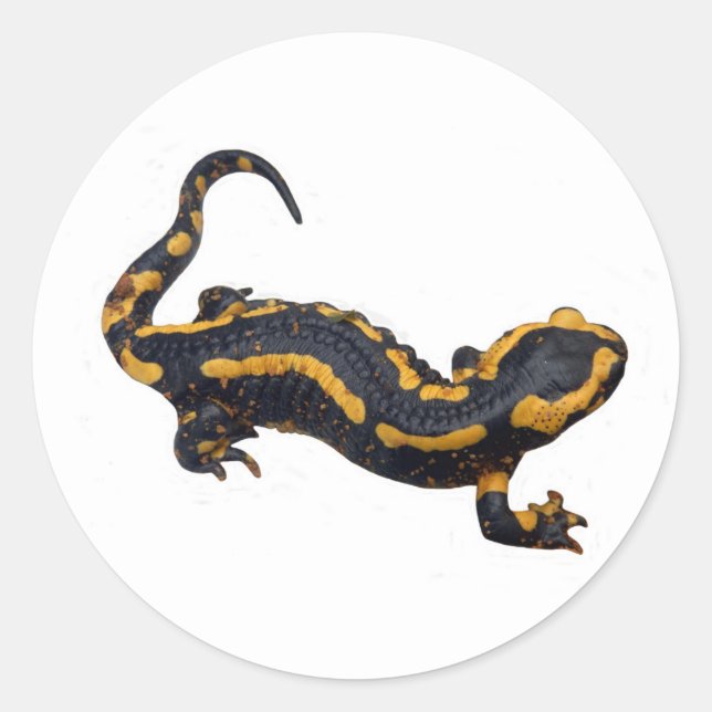 Fire Salamander Pegatina (Anverso)