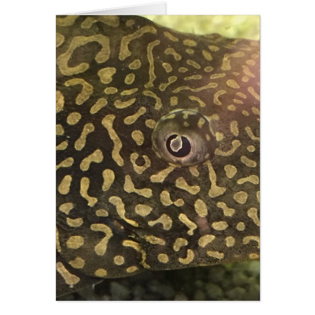 Fish Eye Card (Frente)