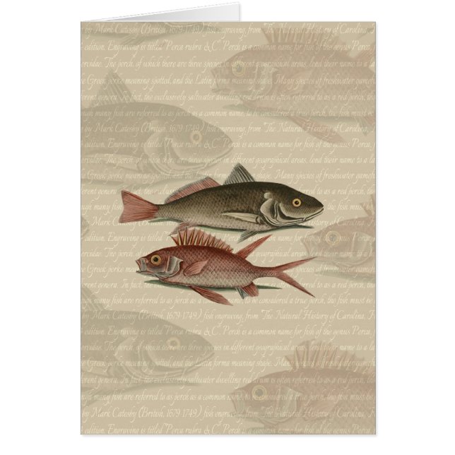 Fish Red Perch Fisher Art (Frente)