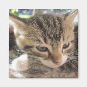 Fitsy el imán de la Bonito