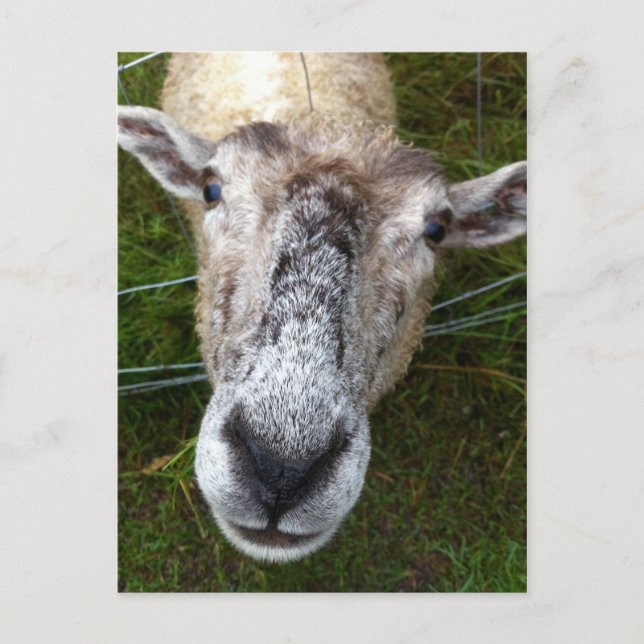 Fjun la postal de la oveja (Anverso)