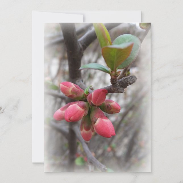 flamante membrillo (Anverso)