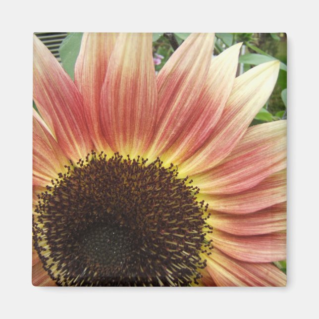 Flamante Sunflower ~ imán (Frente)
