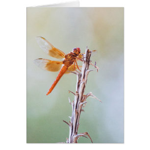 Flame Skimmer Dragonfly on Agave