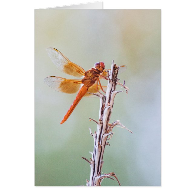 Flame Skimmer Dragonfly on Agave (Frente)