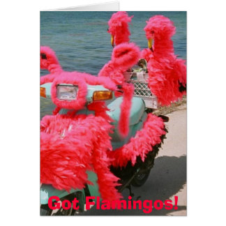 ¡Flamencos conseguidos! ,