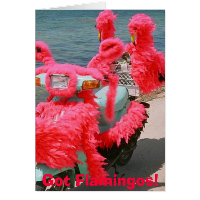 ¡Flamencos conseguidos! , (Frente)