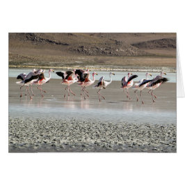 Flamencos del baile - rojos, rosado, negro, blanco