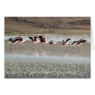 Flamencos del baile - rojos, rosado, negro, blanco