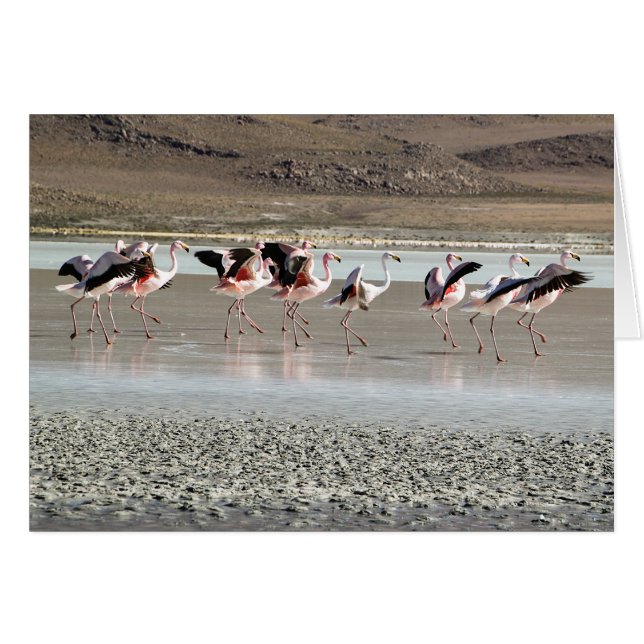 Flamencos del baile - rojos, rosado, negro, blanco (Anverso (Horizontal))