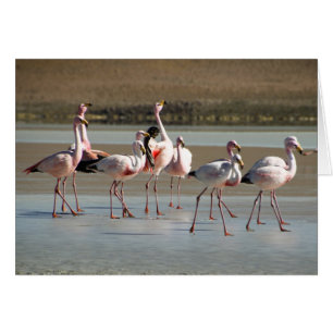 Flamencos rojos negros rosados en el hielo/el agua