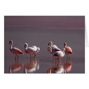 Flamencos rosados negros rojos con la reflexión