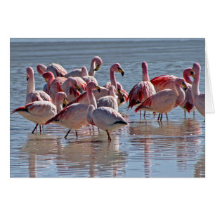 Flamencos rosados rojos en tarjeta de saludo de ag