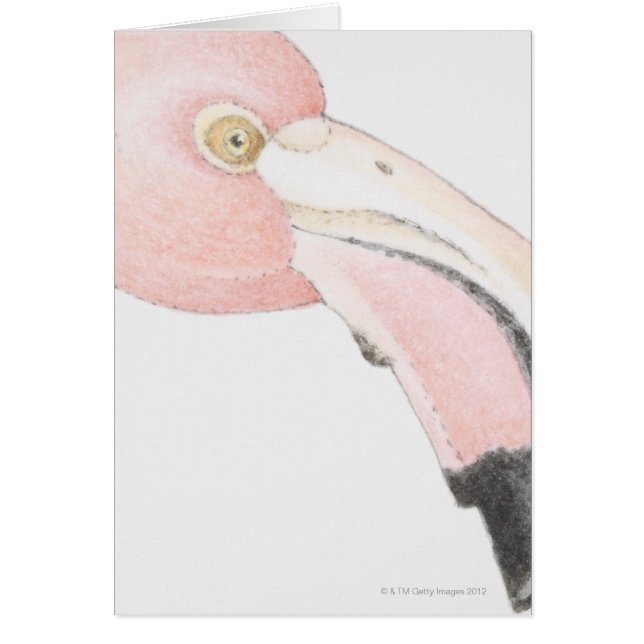 Flamingo (Frente)