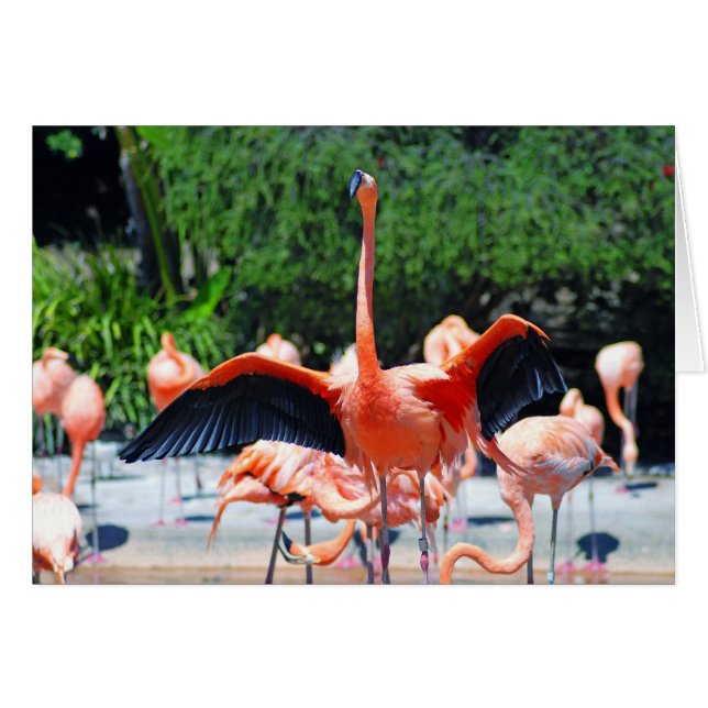 Flamingo (Anverso (Horizontal))