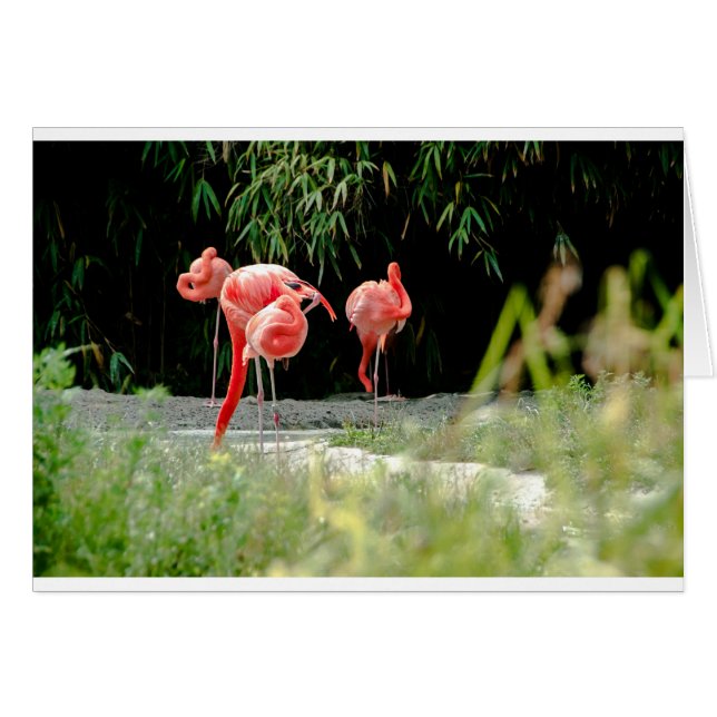 flamingo (Anverso (Horizontal))