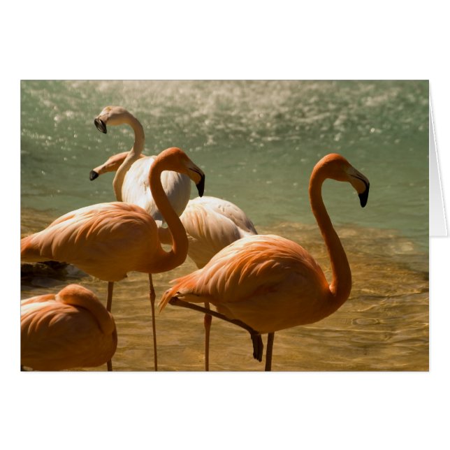 Flamingo (Anverso (Horizontal))