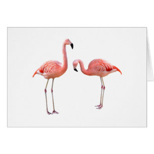 "flamingo" の 優 良 製 品