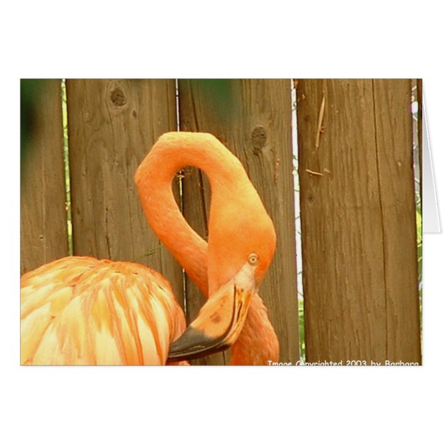 flamingo 1 (Anverso (Horizontal))