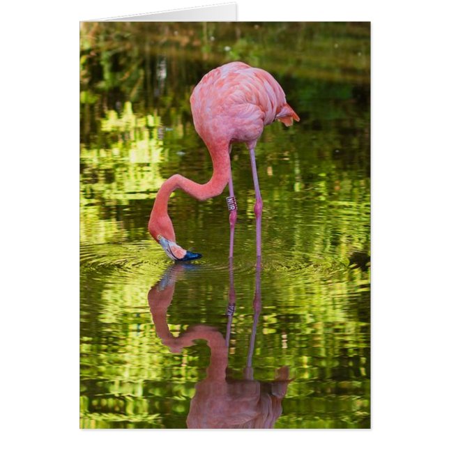 Flamingo americano (Frente)