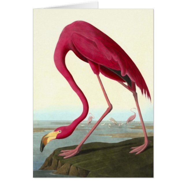 Flamingo americano, John James Audubon (Frente)