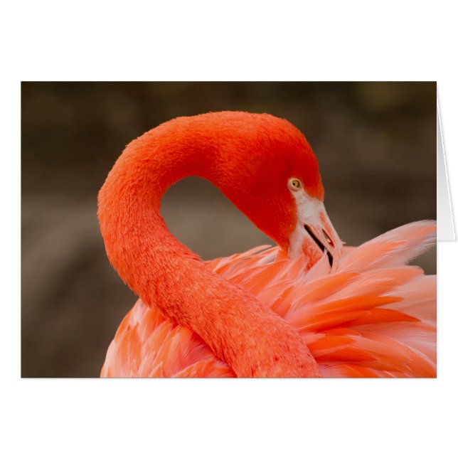 flamingo caribeño (Anverso (Horizontal))