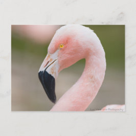 Flamingo Cerrar postal