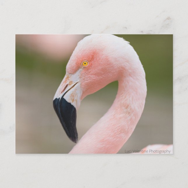 Flamingo Cerrar postal (Anverso)