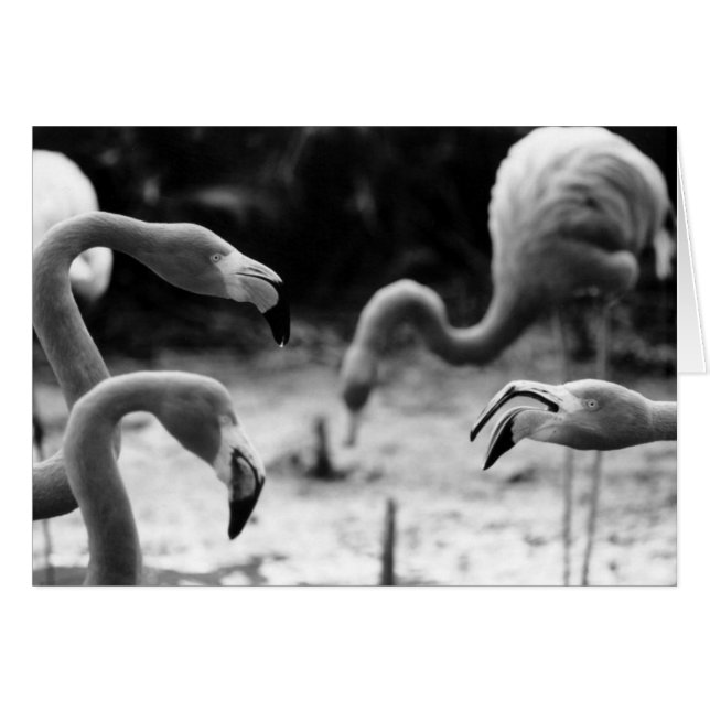 Flamingo Chatter (Anverso (Horizontal))