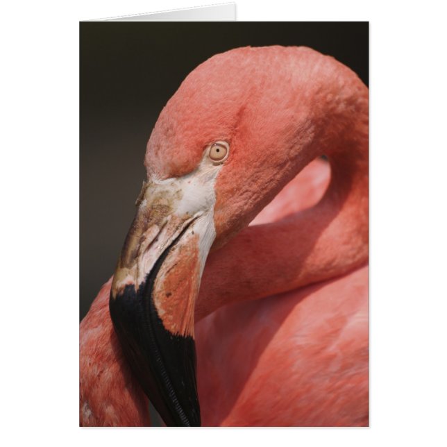 Flamingo chileno, Phoenicopterus chilensis (Frente)