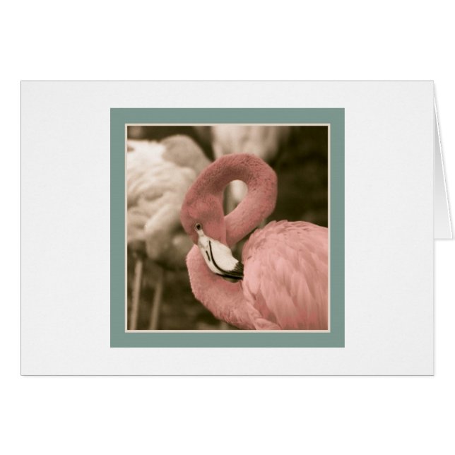 Flamingo de moda (Anverso (Horizontal))