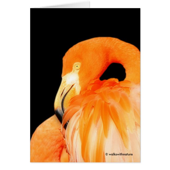 Flamingo en el sol de verano (Frente)