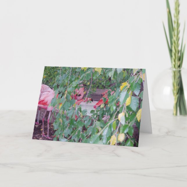 "Flamingo Habitat" - Tarjeta de agradecimiento (Anverso)
