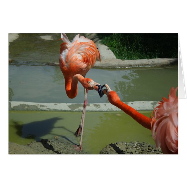 Flamingo Kiss (Anverso (Horizontal))