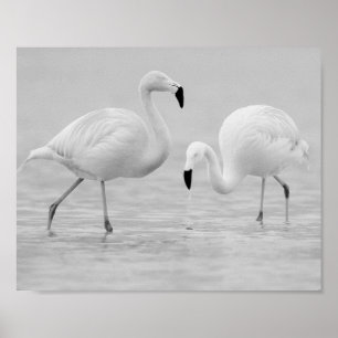 Flamingo negro y blanco: arte tropical imprimible