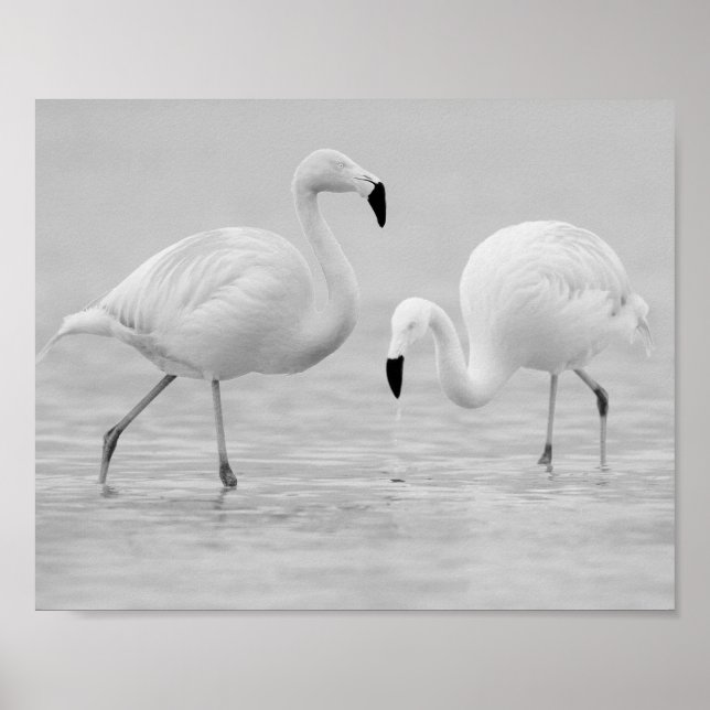 Flamingo negro y blanco: arte tropical imprimible (Frente)