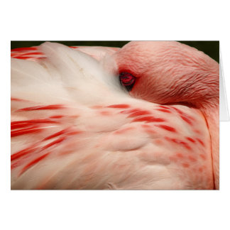 Flamingo rosa
