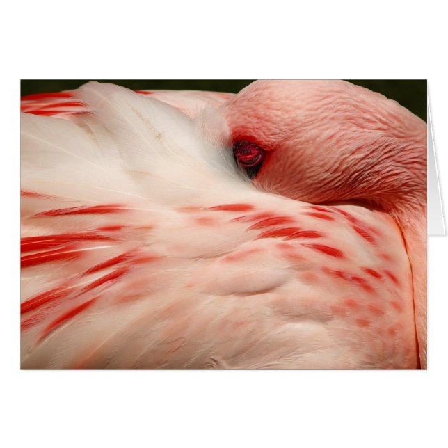 Flamingo rosa (Anverso (Horizontal))