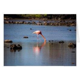Flamingo rosa en las Islas Galápagos