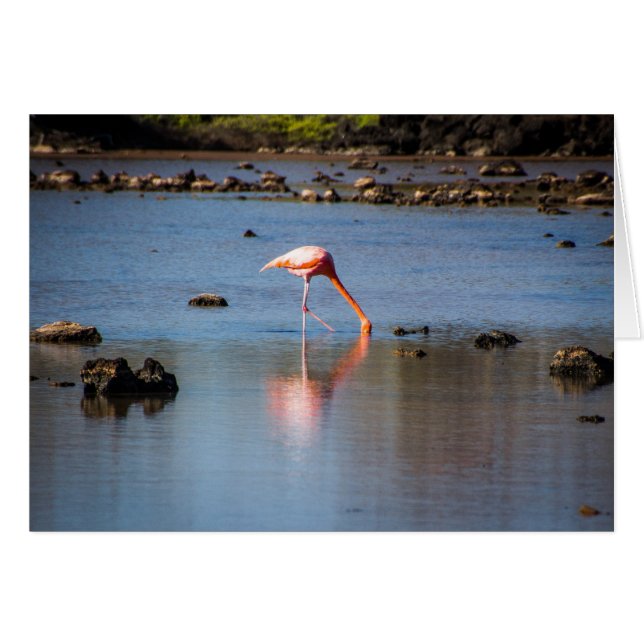 Flamingo rosa en las Islas Galápagos (Anverso (Horizontal))