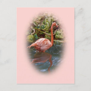 Flamingo rosa reflejado en postal fluvial