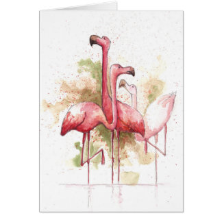 Flamingos