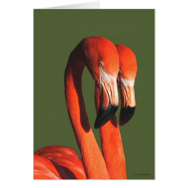 Flamingos (Frente)
