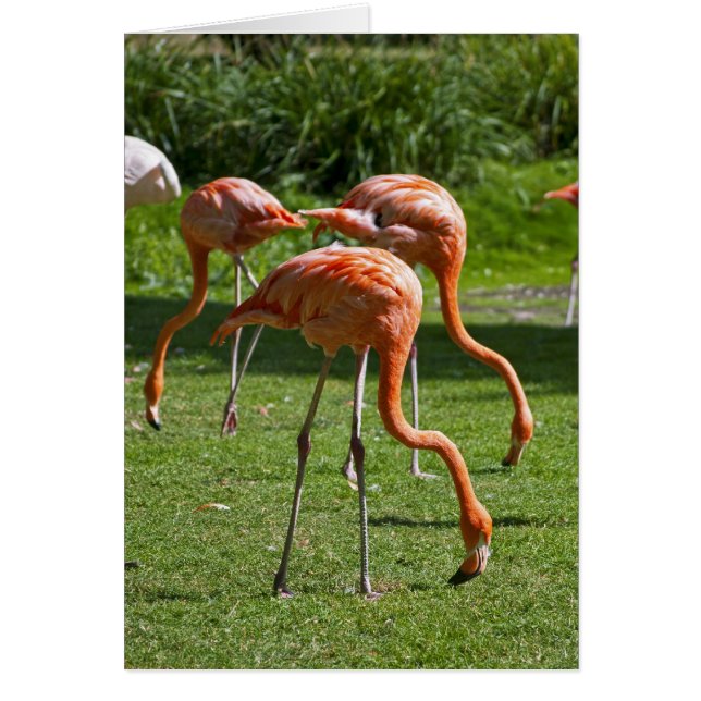Flamingos (Frente)