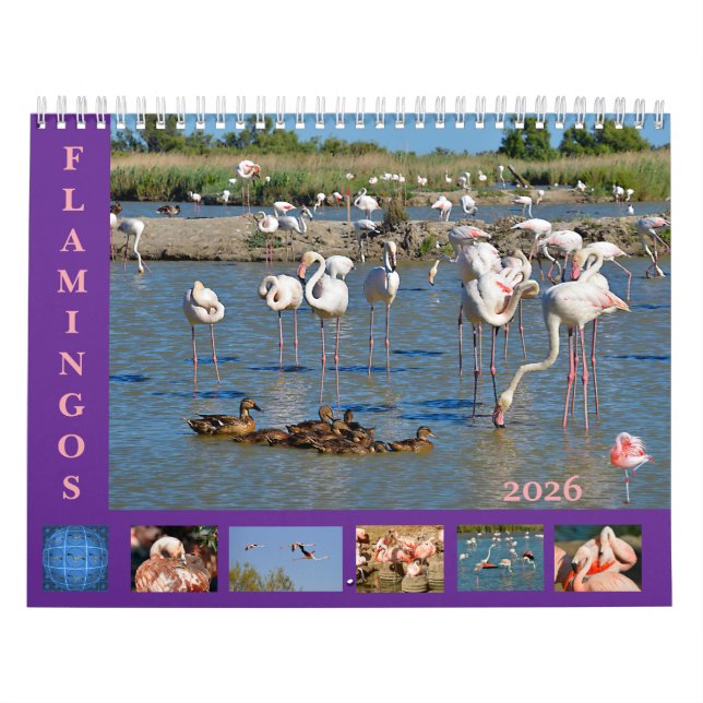 Flamingos calendario de 12 meses (Tapa)