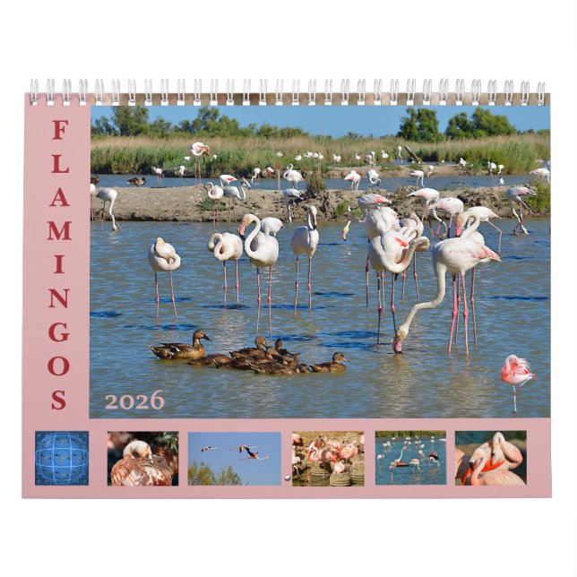 Flamingos calendario de 12 meses (Tapa)