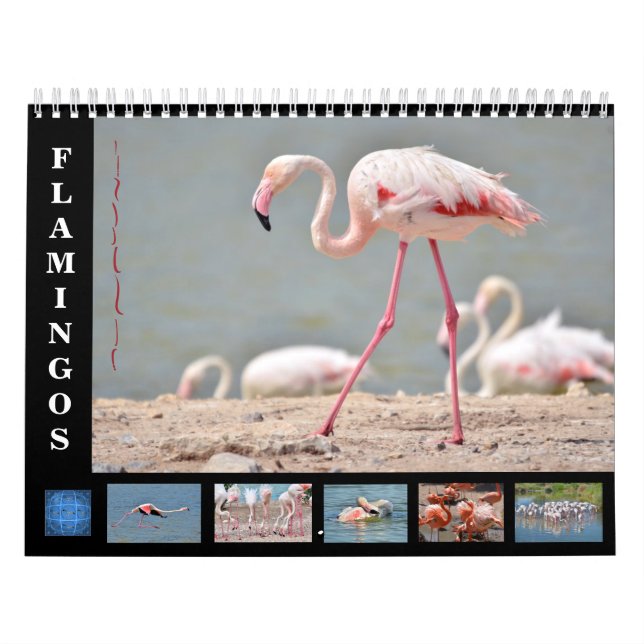Flamingos del calendario de 12 meses (Tapa)